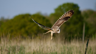 Humans stepped back from this UK dairy farm in 2023; three years later, wildlife returns as 27 more bird species appear and butterfly numbers more than double