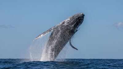 Western Australia’s humpback sightings fell 60%; days later, weakened Southern Ocean seabirds appeared thousands of kilometres away on the country’s east coast