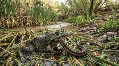 In 1920, Arizona introduced bullfrogs as a game species and food source; a century later, the invasive frogs are threatening the Northern Mexican gartersnake