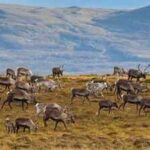 In 1944, 29 reindeer were left on a remote island in Alaska, decades later, they had eaten themselves into extinction