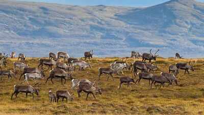 In 1944, 29 reindeer were left on a remote island in Alaska, decades later, they had eaten themselves into extinction
