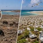 In 1958, 58 feral pigs were removed from Clipperton Island, helping a seabird colony grow from 650 to more than 137,000