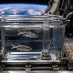 In 1973, Nasa sent two fish and 50 eggs into space; the unusual experiment helped reveal what happens to living organisms without gravity