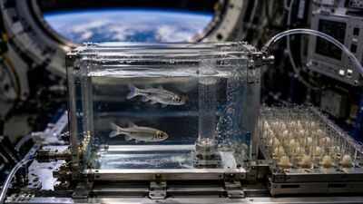 In 1973, Nasa sent two fish and 50 eggs into space; the unusual experiment helped reveal what happens to living organisms without gravity