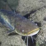 In 1974, a German fisherman released thousands of baby catfish into a Spanish river; 50 years later they are threatening native wildlife as an 'ecological time bomb'