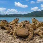 In 1978, just 10 to 15 cane toads were moved to Ishigaki Island. Decades later, their population increased to 20,000 with surprising evolutionary change