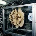 In 1984, Nasa sent thousands of honeybees into space to build a honeycomb without gravity, and the tiny colony eventually created 31 square inches of comb