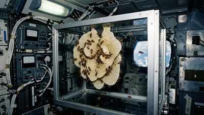 In 1984, Nasa sent thousands of honeybees into space to build a honeycomb without gravity, and the tiny colony eventually created 31 square inches of comb