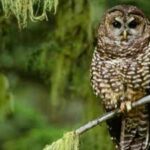 In 1990, the northern spotted owl became a symbol of America’s logging wars; 36 years later, scientists say it is already functionally extinct across large swaths of its range