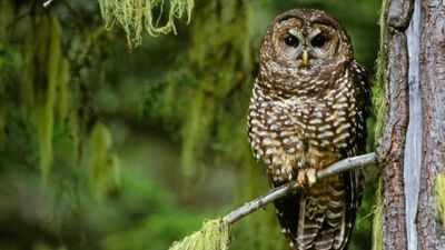 In 1990, the northern spotted owl became a symbol of America’s logging wars; 36 years later, scientists say it is already functionally extinct across large swaths of its range