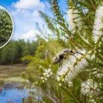 In 1997, Florida released Australian insects to fight an invasive tree. Nearly three decades later, its invaded range has fallen by about 75%