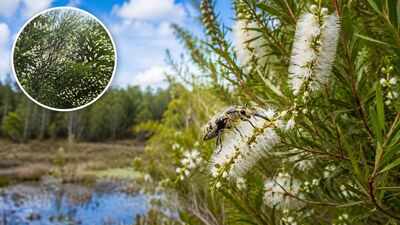 In 1997, Florida released Australian insects to fight an invasive tree. Nearly three decades later, its invaded range has fallen by about 75%