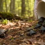 In 2011, a tiny turtle disappeared into the Massachusetts wild. 15 years later, her daughters were released into the wild