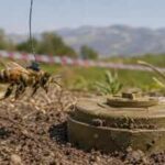 In 2013, honeybees were trained to find land mines left behind by the Balkan wars, turning their extraordinary sense of smell into an unlikely detection tool