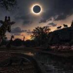In 2017, a total solar eclipse changed animal behaviour as scientists watched 17 species react to sudden darkness
