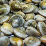In 2018, scientists found just 39 surviving clams in Florida’s Indian River Lagoon; they bred them and have since outplanted 65 million