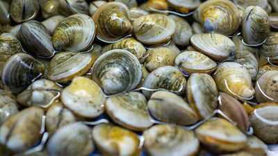 In 2018, scientists found just 39 surviving clams in Florida’s Indian River Lagoon; they bred them and have since outplanted 65 million