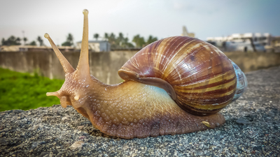 In the 1840s, this African snail reached India decades ago and now appears in gardens and farms across the country