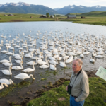 In the 1960s a Montana landowner bought 2 mute swans for private pond. Decades later their flock reached 120; alarming Yellowstone officials