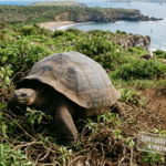 In the 1970s, just 14 giant tortoises remained on Española; now 3,000 are restoring vegetation and bringing albatrosses back to nesting grounds