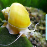 Golden Apple Snail: In the 1980s, golden apple snails were introduced to Taiwan for food: They soon became a nightmare for rice farmers