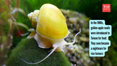 Golden Apple Snail: In the 1980s, golden apple snails were introduced to Taiwan for food: They soon became a nightmare for rice farmers