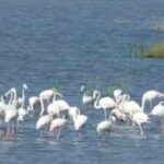 Dholera’s wildlife: A hidden ecosystem of birds, grasslands and coastal life