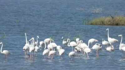 Dholera’s wildlife: A hidden ecosystem of birds, grasslands and coastal life