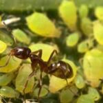 Invasive Argentine ants are defending other pests in California's citrus groves and vineyards, troubling farmers and leaving natives hungry