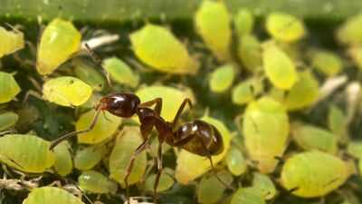 Invasive Argentine ants are defending other pests in California's citrus groves and vineyards, troubling farmers and leaving natives hungry