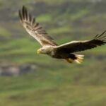 Ireland's white-tailed eagles went extinct due to human persecution, now the country has released 245 chicks in the wild about 100 years later