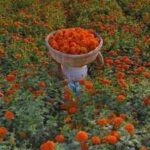 Is there a marigold in your life? Inside the Marigold Theory of relationships and why it is important in life