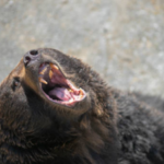 Japan killed more than 14,000 bears between April 2025 and January 2026 after record attacks on people; despite the cull, 6 people have been killed this year and the government plans to remove another 8,800 bears