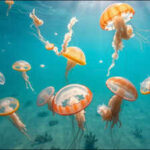 Meet Ryoya Sugimoto: The Japanese teenager who spotted strange jellyfish at a dock and helped scientists identify a species new to science
