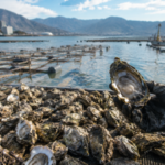 Japan's Hiroshima produces about 60% of its farmed oysters, but up to 90% have died amid unusually warm seas