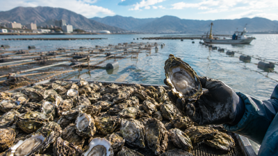 Japan's Hiroshima produces about 60% of its farmed oysters, but up to 90% have died amid unusually warm seas