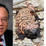 In 1992, Dr John Eng discovered a molecule in Gila monster venom; decades later, his finding helped pave the way for widely used type 2 diabetes medicines