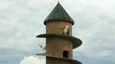 <b>Inside Portugal’s 19th-century goat tower, where dwarf goats climb a spiral ramp to a three-storey home</b>