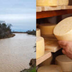 In 1982, a California cheese maker donated thousands of acres from his dairy ranch; 44 years later crews removed his old cattle levees and reconnected the San Joaquin River to 220 acres of floodplain