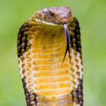 Ophiophagus Hannah: In 1836, the king cobra was called Hamadryas hannah: How one of Asia's most famous snakes got its modern name Ophiophagus hannah