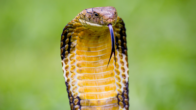 Ophiophagus Hannah: In 1836, the king cobra was called Hamadryas hannah: How one of Asia's most famous snakes got its modern name Ophiophagus hannah