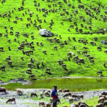 India’s first high-altitude wildlife safari to come up in Ladakh
