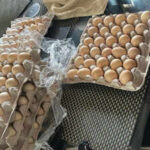 Laid off by Amazon, woman starts chicken farm: ‘I have my product, the eggs’