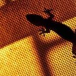 5 natural ways to keep lizards out of your home