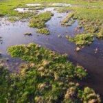 Louisiana created 1,170 acres of new wetlands in Barataria Basin; one year later, shrimp and crabs are returning to the restored habitat