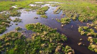 Louisiana created 1,170 acres of new wetlands in Barataria Basin; one year later, shrimp and crabs are returning to the restored habitat