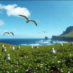 Australia removed rats, mice and rabbits from Macquarie Island after nearly 200 years, and seabirds and native vegetation are now recovering