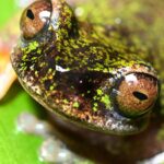 Meet Costa Rica's tiny 'coffee frog,' a nocturnal species found living among coffee shrubs