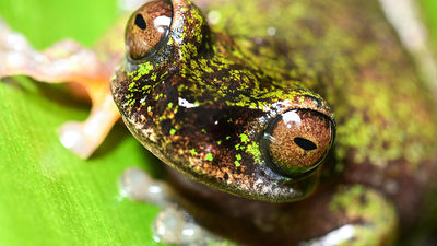 Meet Costa Rica's tiny 'coffee frog,' a nocturnal species found living among coffee shrubs