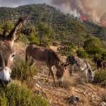 A Spanish woman turned 18 rescued donkeys into a wildfire-fighting team, with the animals grazing for up to 7 hours a day; her unusual conservation idea is helping prevent fires before they start